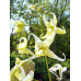 Epimedium sp. Jianxi