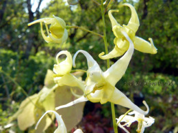 Epimedium sp. Jianxi