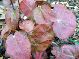 Epimedium 'Suzuka'