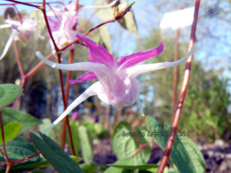 Epimedium grandiflorum 'Tama-no-genpei'