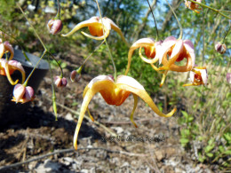 Epimedium 'Tanuki'