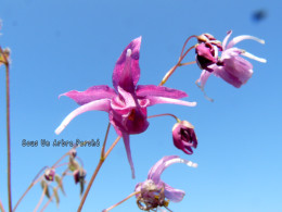 Epimedium 'Tokiwa Gozen'