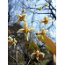 Epimedium 'Ulma'