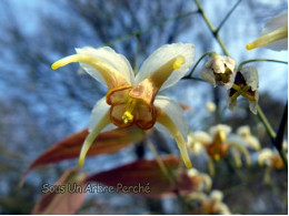 Epimedium 'Ulma'