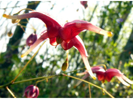 Epimedium 'William T Stearn'