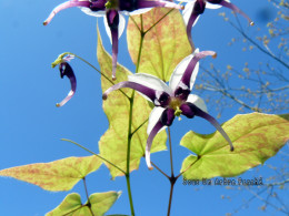 Epimedium acuminatum