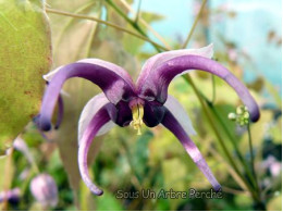 Epimedium acuminatum 'Night Mistress'