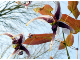 Epimedium acuminatum 'Kuro Fune'