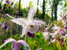 Epimedium 'Akebono'