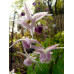 Epimedium 'Akebono'