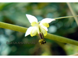 Epimedium baieali-guizhouense