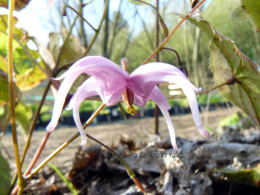 Epimedium brachyrrhizum