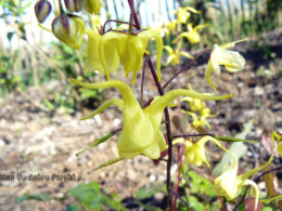 Epimedium davidii Cpc960079