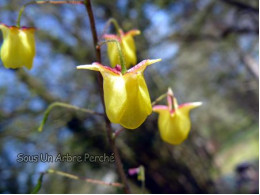 Epimedium davidii Emr4125