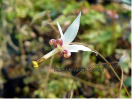 Epimedium dewuense