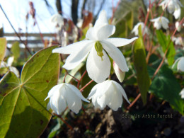 Epimedium diphyllum