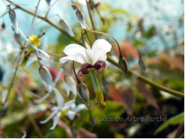 Epimedium dolichostemon