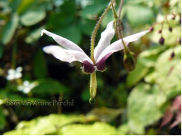 Epimedium fargesii 'Pink Constellation'