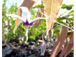 Epimedium fargesii Og93057