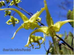 Epimedium franchetii