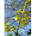 Epimedium franchetii