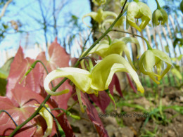 Epimedium franchetii 'Brimstone Butterfly'