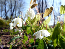 Epimedium 'Fuiri Baika'