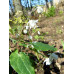 Epimedium 'Fuiri Baika'