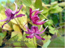 Epimedium grandiflorum 'Circe'