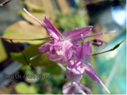 Epimedium grandiflorum 'Lilafee'