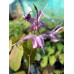 Epimedium grandiflorum 'Lilafee'