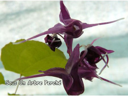 Epimedium grandiflorum 'Purple Prince'