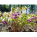 Epimedium grandiflorum 'Purple Prince'