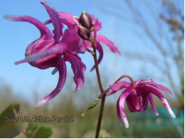 Epimedium grandiflorum 'Red Beauty'