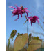 Epimedium grandiflorum 'Red Beauty'