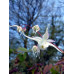 Epimedium grandiflorum 'Album'