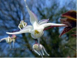 Epimedium grandiflorum 'Album'