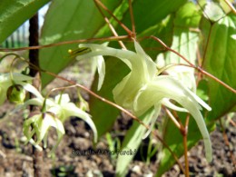 Epimedium grandiflorum ssp. koreanum 'La Rocaille'