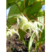 Epimedium grandiflorum ssp. koreanum 'La Rocaille'