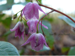 Epimedium grandiflorum 'Tanima no yuki'