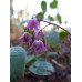 Epimedium grandiflorum 'Tanima no yuki'