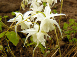 Epimedium grandiflorum var.higoense 'Speckled form'