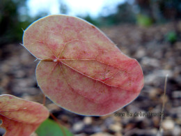 Epimedium 'Harugasumi'