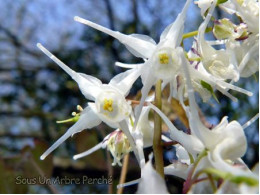 Epimedium hunanense