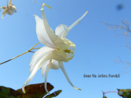 Epimedium latisepalum