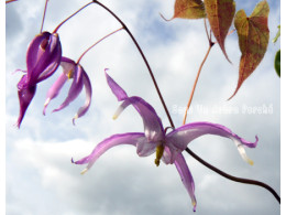 Epimedium leptorrhizum 'Mariko'