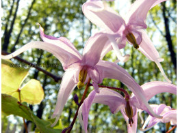 Epimedium leptorrhizum 'Tokan'