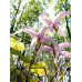 Epimedium leptorrhizum 'Tokan'