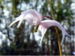 Epimedium leptorrhizum Ogy44