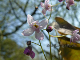 Epimedium milianthemum